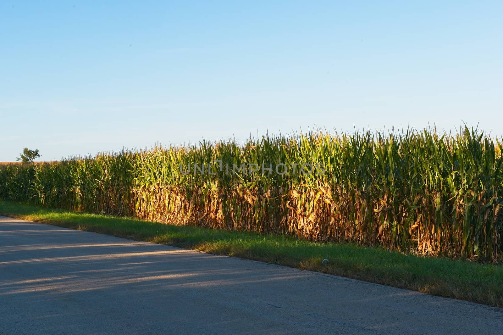 This is a corn crop along a rural road ripening for fall harvest.