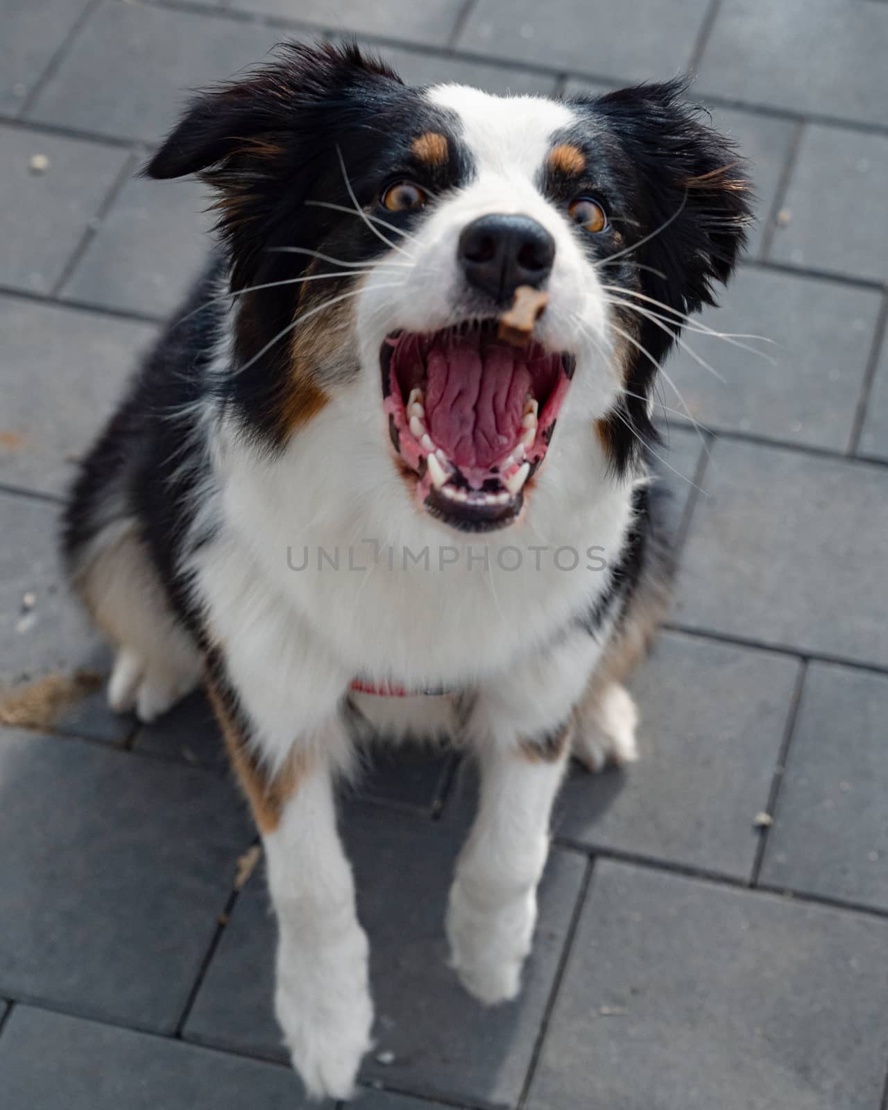 Portrait of Australian Shepherd dog while walking outdoors. Beautiful adult purebred Aussie Dog in the city.