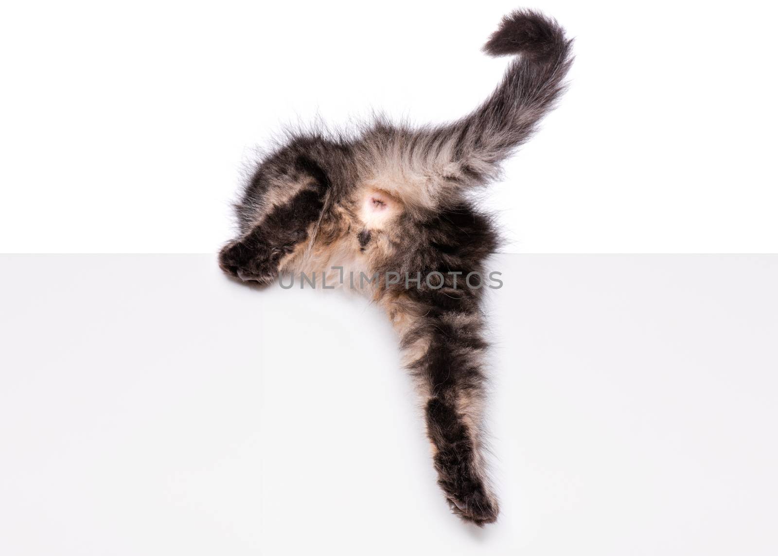 Maine Coon kitten on white by fotostok_pdv