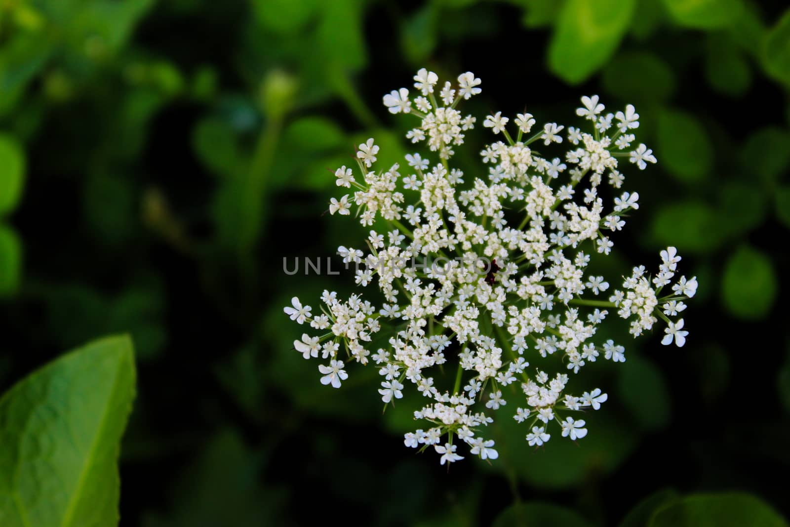 Grass, cow parsley, wild chervil, wild beaked parsley, keck. Zavidovici, Bosnia and Herzegovina.