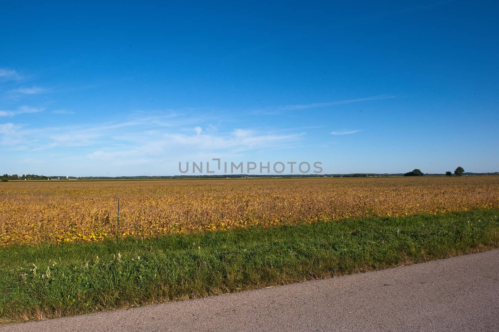 Soybeans on a late summer day by cowboy