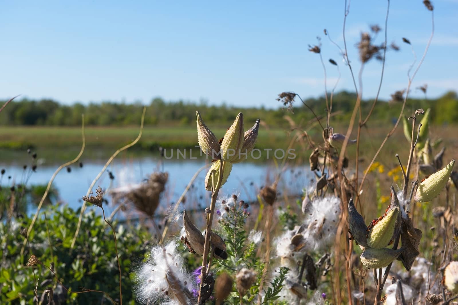 This is milkweed that is at the end of the season and waiting for winter.