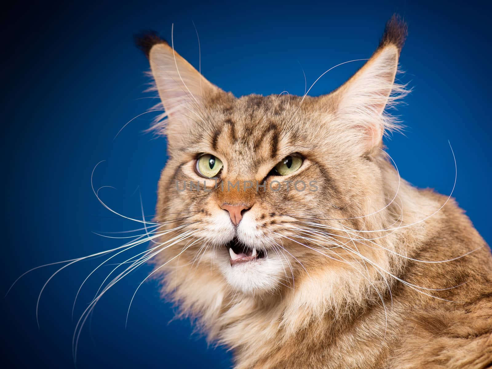 Portrait of funny Maine Coon cat. Close-up studio photo of beautiful big adult black tabby cat on blue background.