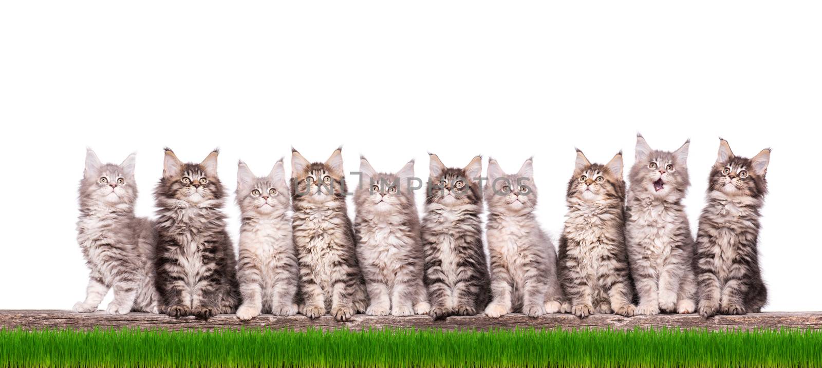 Family group of ten fluffy beautiful Maine Coon kittens in green grass. Cats isolated on white background. Portrait of beautiful domestic kitty.