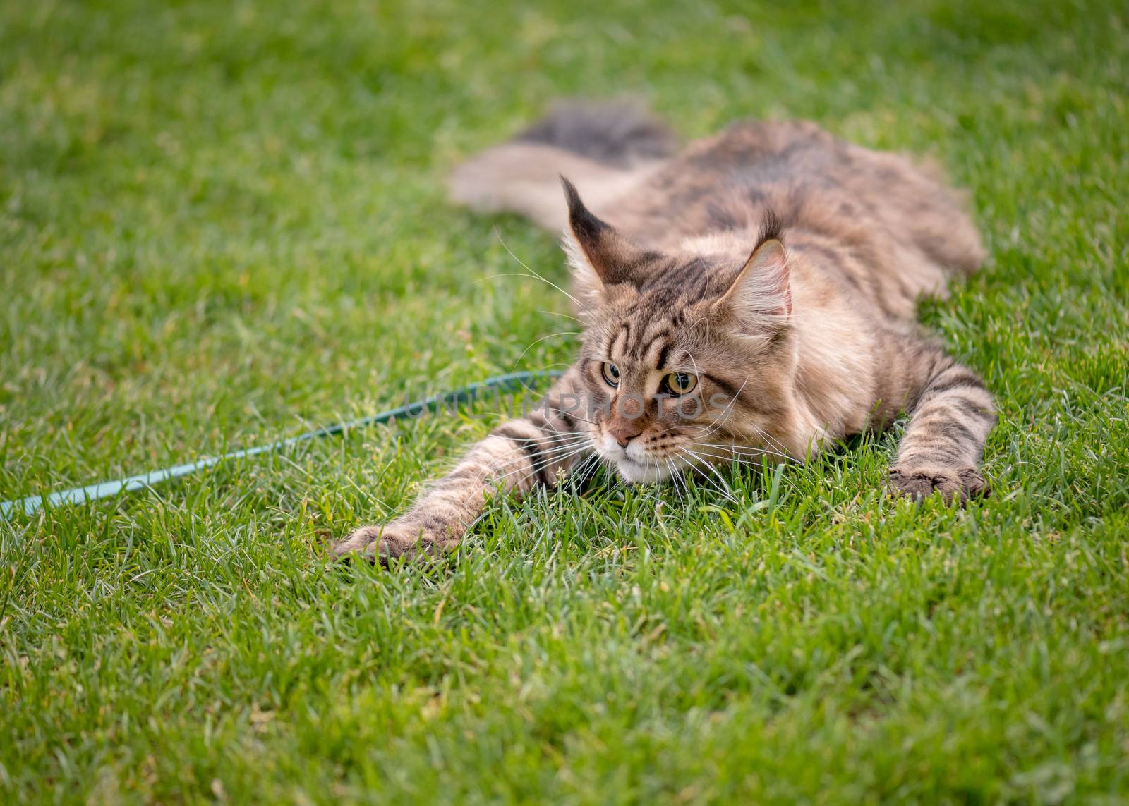 Black tabby Maine Coon cat with leash is hunting or lying on green grass in park. Pets walking outdoor adventure.