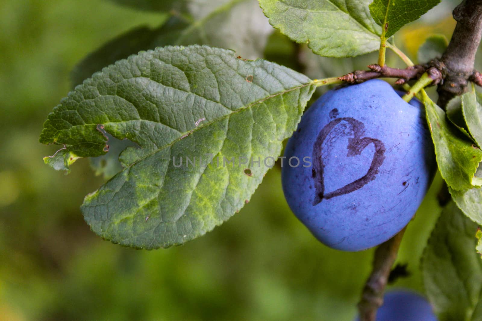 A blue ripe plum with a heart drawn on it. In addition to the ripe plum there is a leaf that is damaged which is in the shape of a heart. by mahirrov