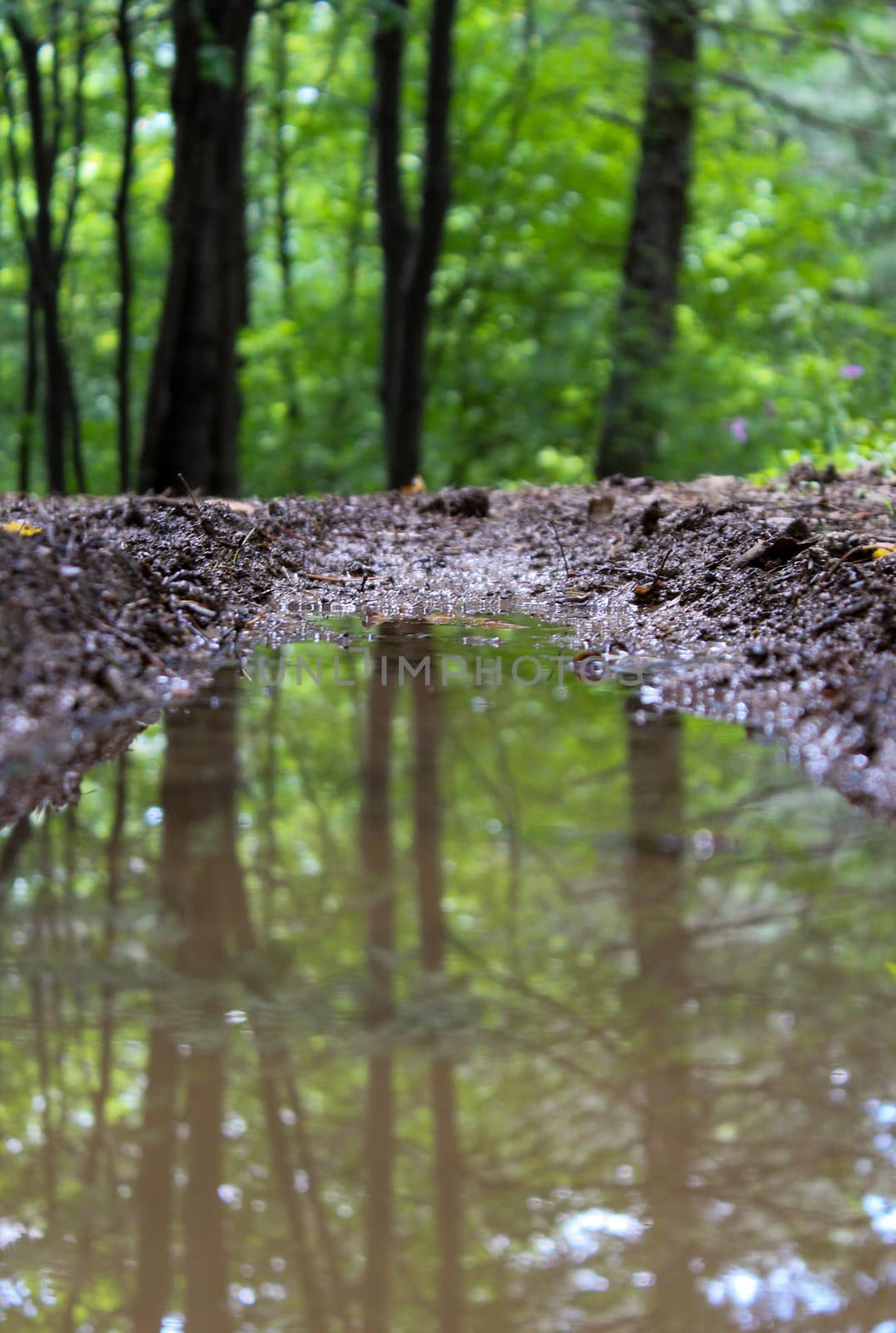 The reflection of the trees on the puddle of water on the forest road. by mahirrov