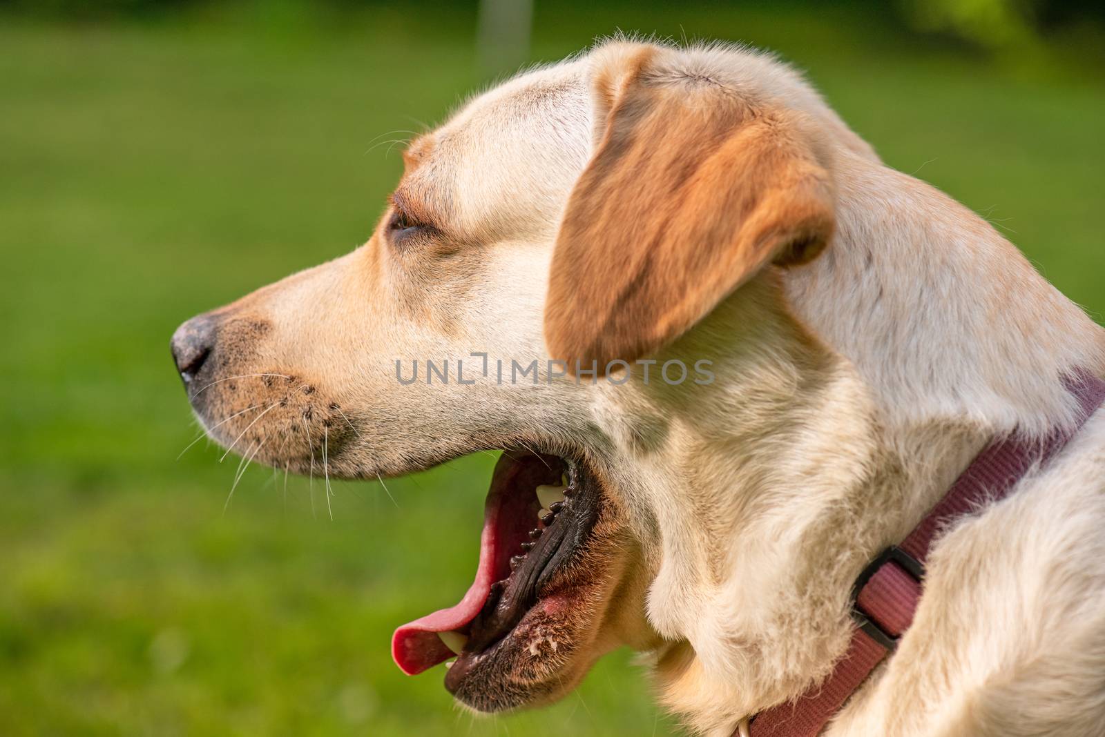 Portrait of Dog Labrador Retriever at park. Head of Adult Dog Breed Labrador with collar and leash on Walk at Spring or Summer sunny day.