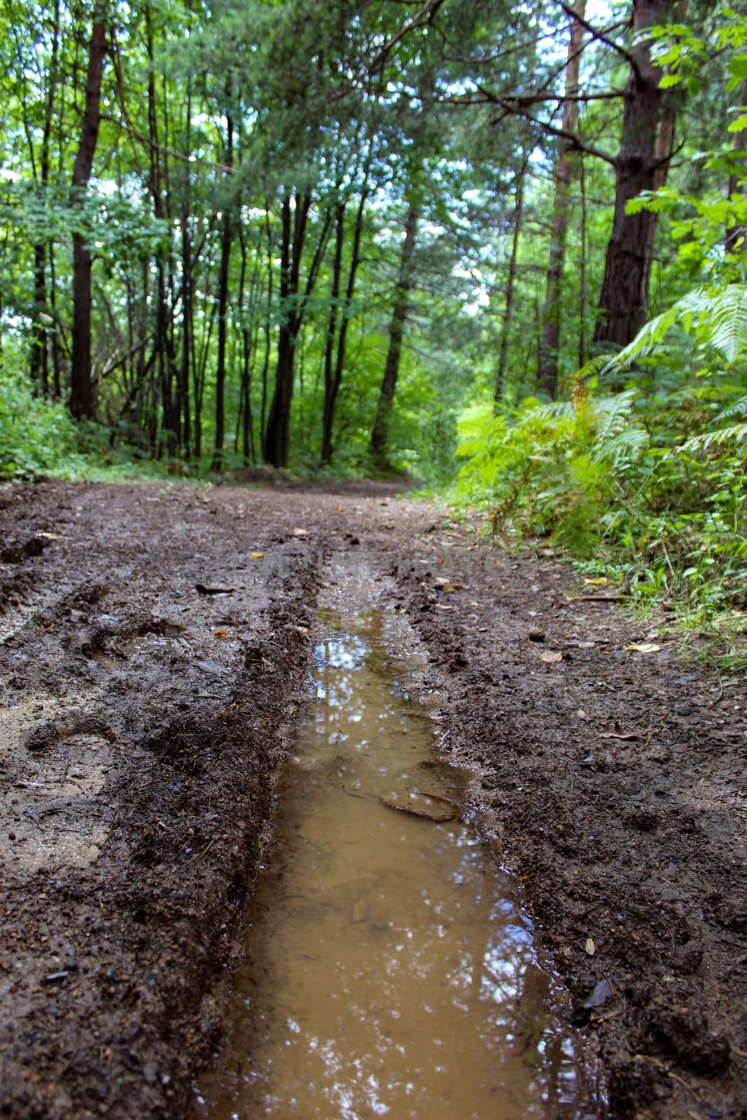 Tire tracks on a forest road. There is water in the tire tracks. by mahirrov