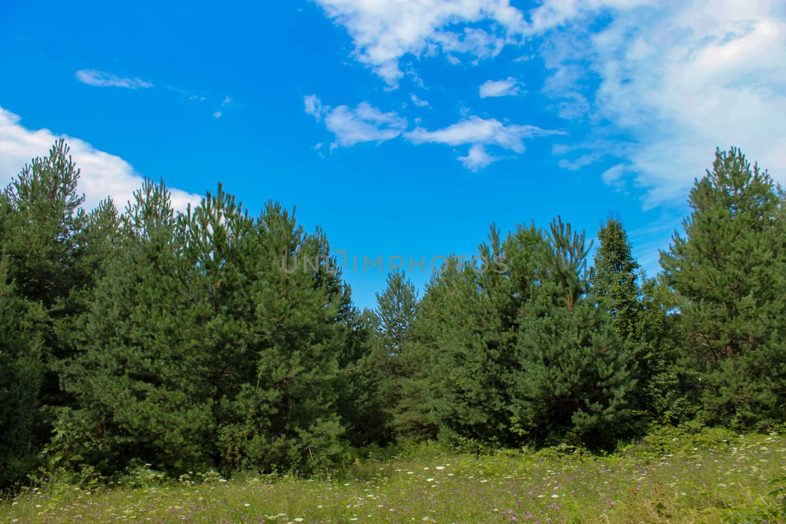 Pine forest with a meadow in front. Summer. Forests of Bosnia and Herzegovina.
