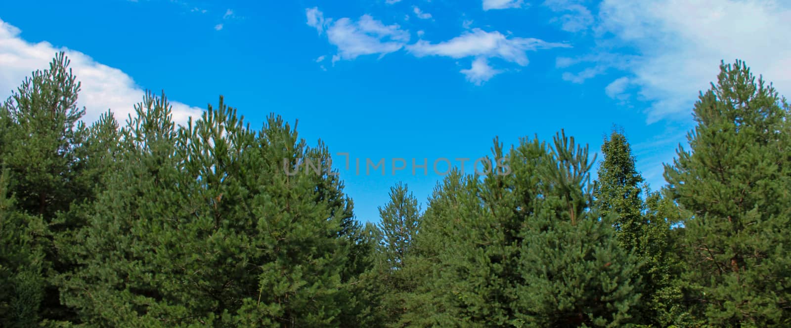 Banner pine forests in summer. Forests of Bosnia and Herzegovina.