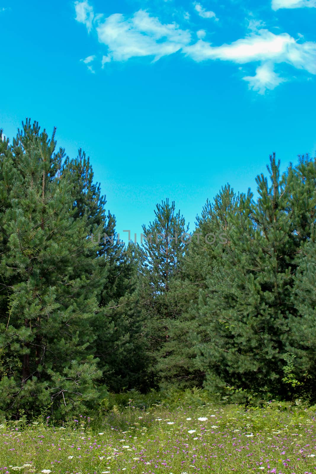 Vertical shot of a pine forest with a meadow in front. by mahirrov