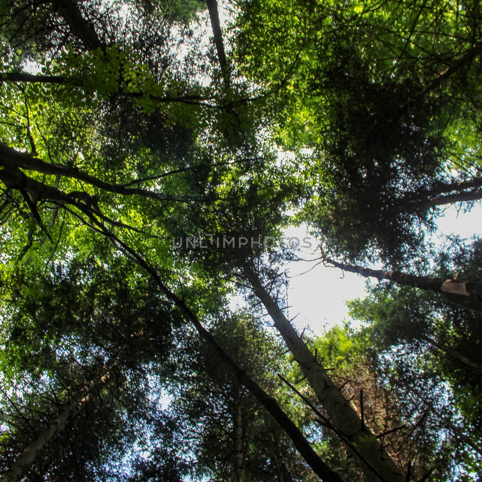 View from below towards the sky. Tree branches in the forest. Forests of Bosnia and Herzegovina.