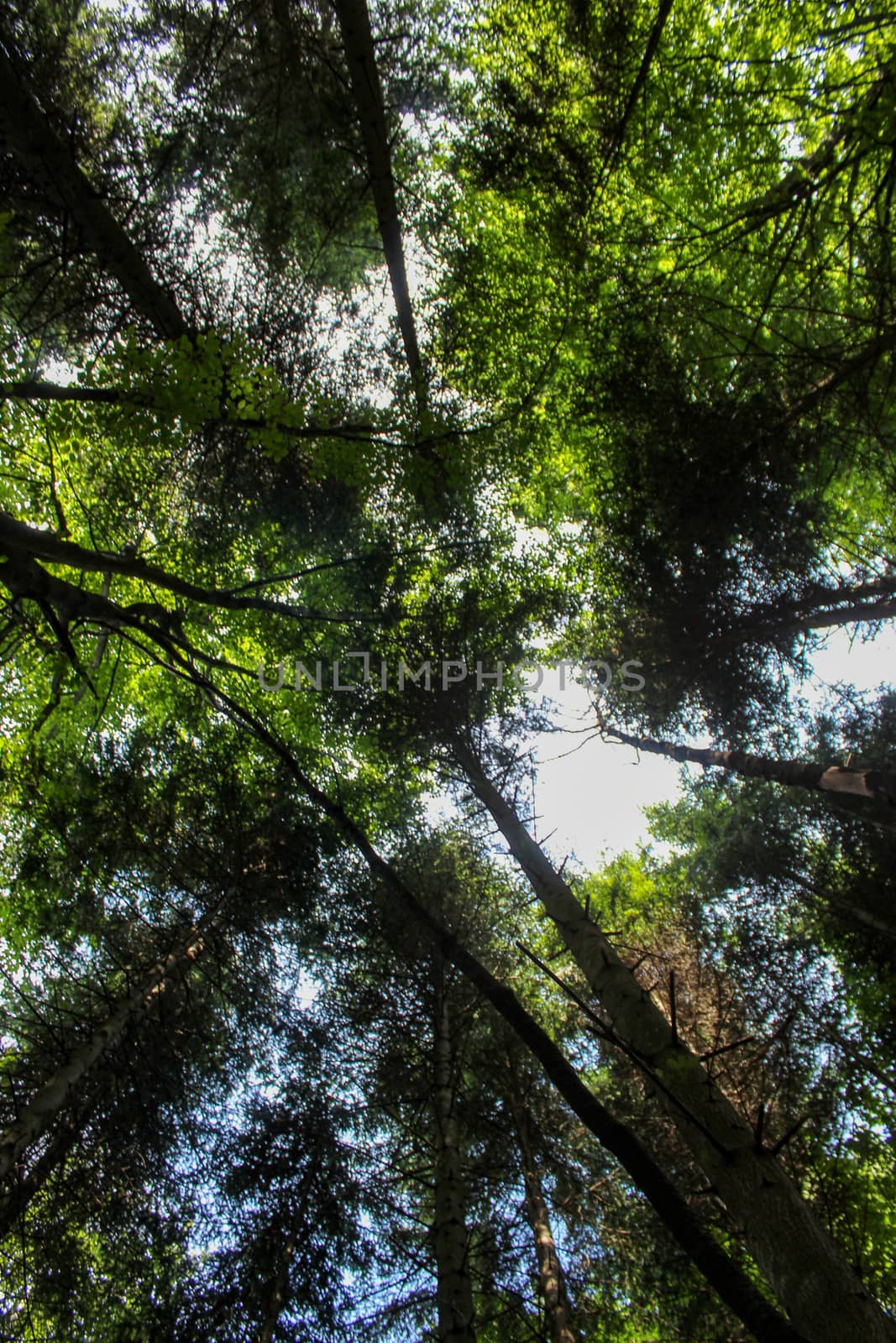 Vertical shot. View from below towards the sky. Tree branches in the forest. Forests of Bosnia and Herzegovina.