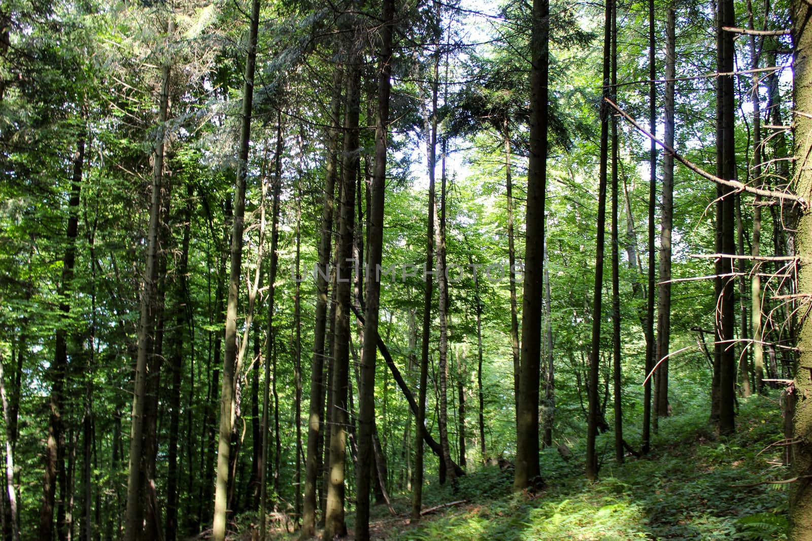 Trees in the forest on a slope. Forests of Bosnia and Herzegovina.