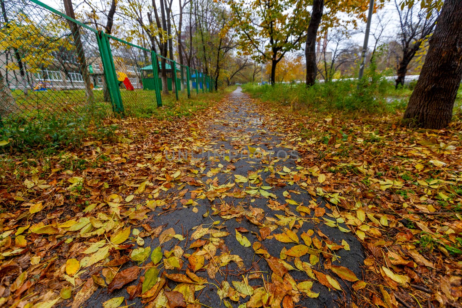 Fallen yellow foliage lies flat on the sidewalk by PrimDiscovery