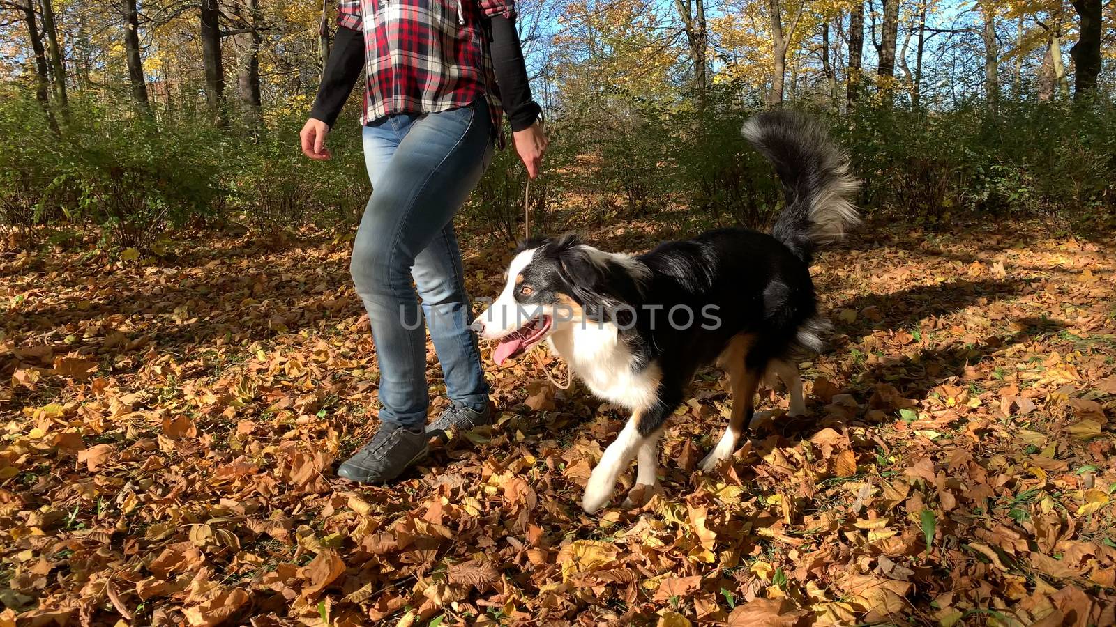 Woman training a happy dog in the autumn park. Beautiful Australian shepherd puppy 10 months old enjoy playing in a park an autumn sunny day.