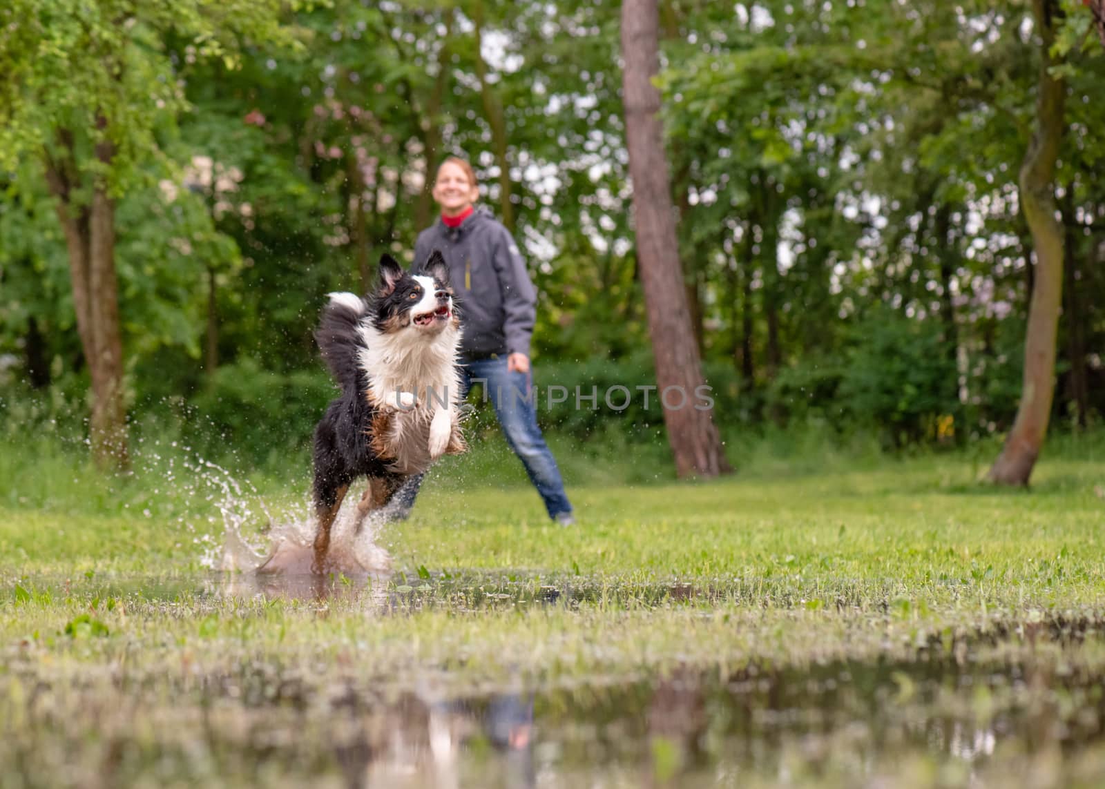 Australian Shepherd Dog with owner playing on green grass at park. Happy Woman and wet Aussie run on watery meadow after rain, water sprinkles. Dog and people have fun in puddle at outdoors.