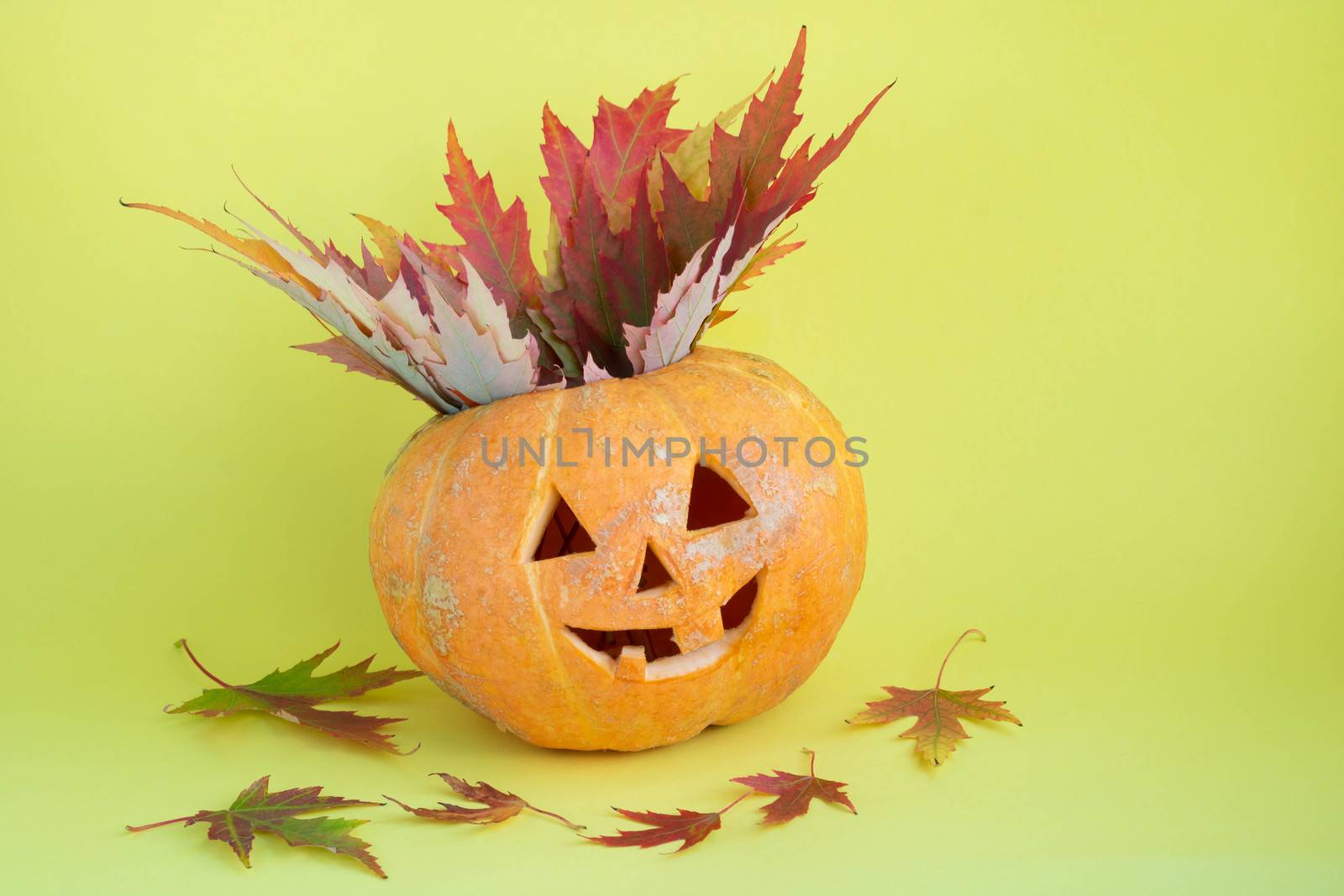 Funny pumpkin with maple leaves on a yellow background.The Concept Of Halloween by lapushka62