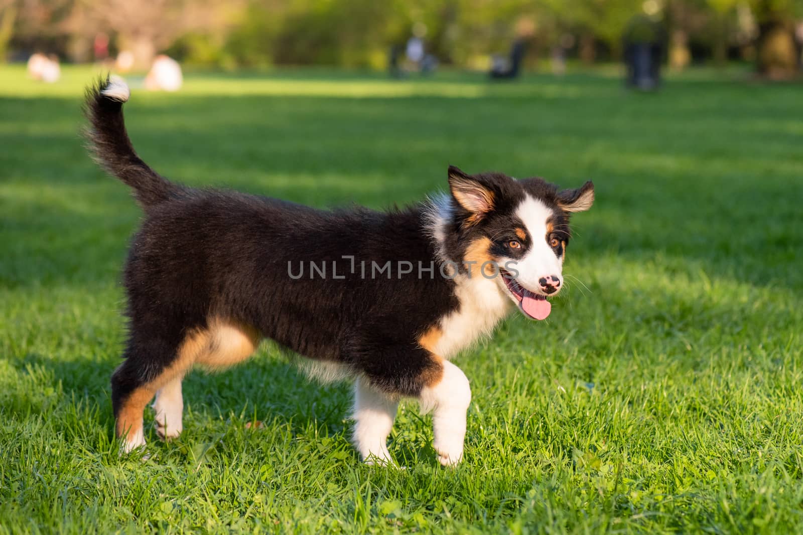 Australian shepherd puppy by fotostok_pdv