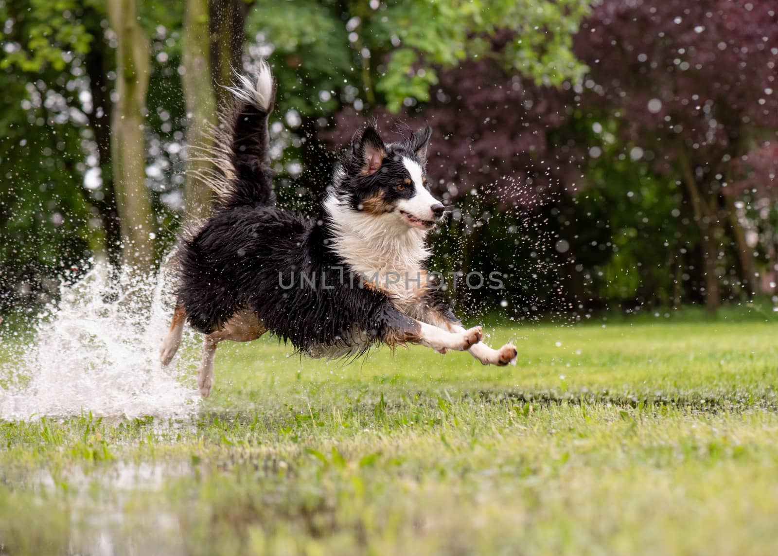 Australian Shepherd Dog playing on green grass at park. Happy wet Aussie run on watery meadow after rain, water sprinkles. Dog have fun in puddle at outdoors.