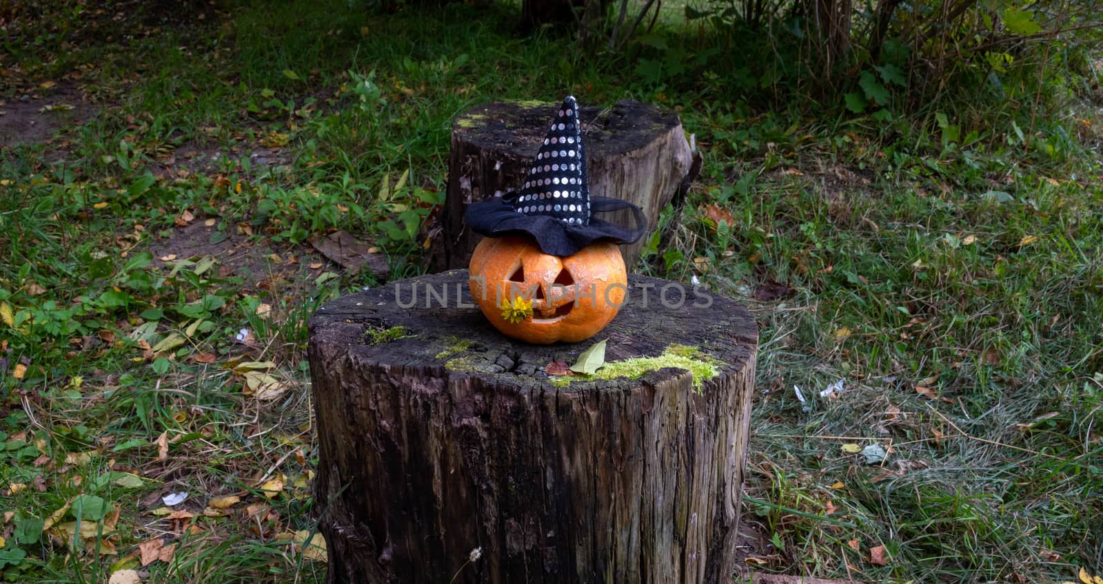 A Jolly pumpkin in a Witch's hat is sitting on an old tree stump.The Concept Of Halloween.