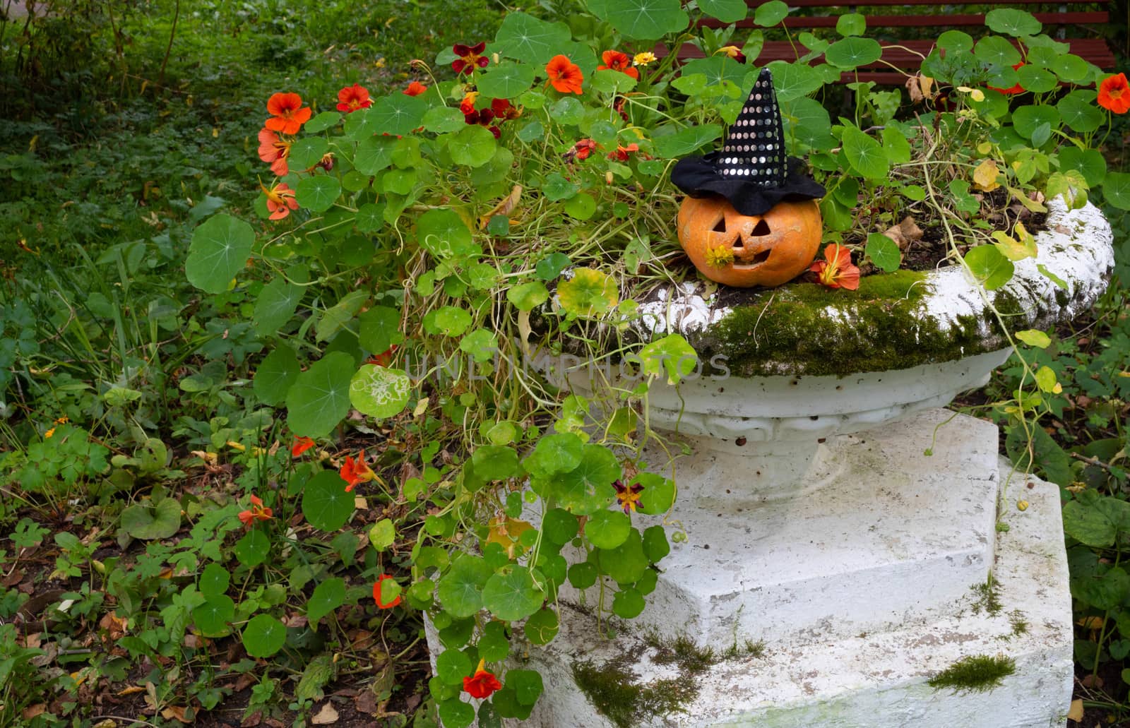 Funny pumpkin in a Witch's hat sitting on a flower bed.The Concept Of Halloween.