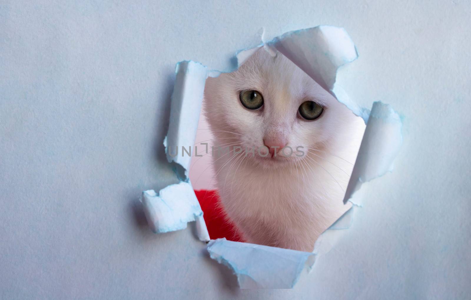 White beautiful cute cat looks out of a hole in the blue paper. The conceptual form for registration of a veterinary medicine, copy space.