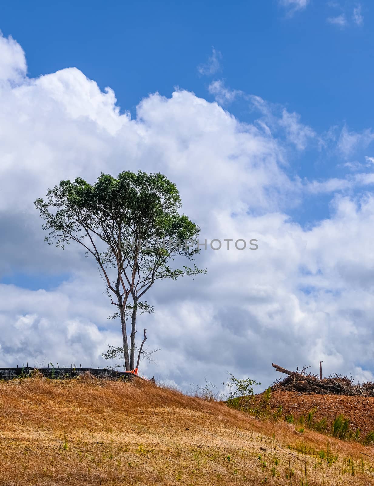 Lone Tree on a Construction Site on a Bare Stripped Dirt Hill
