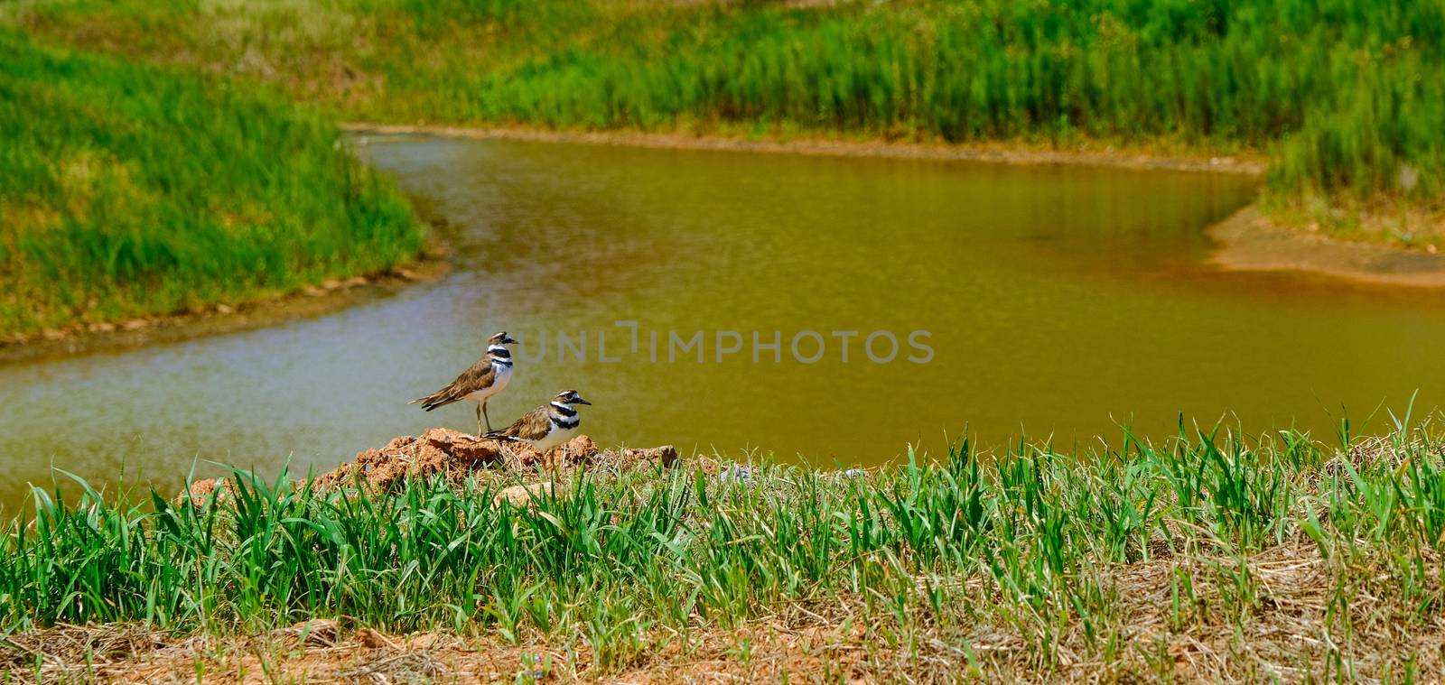 Two Killdeer by Retention Pond at a construction site