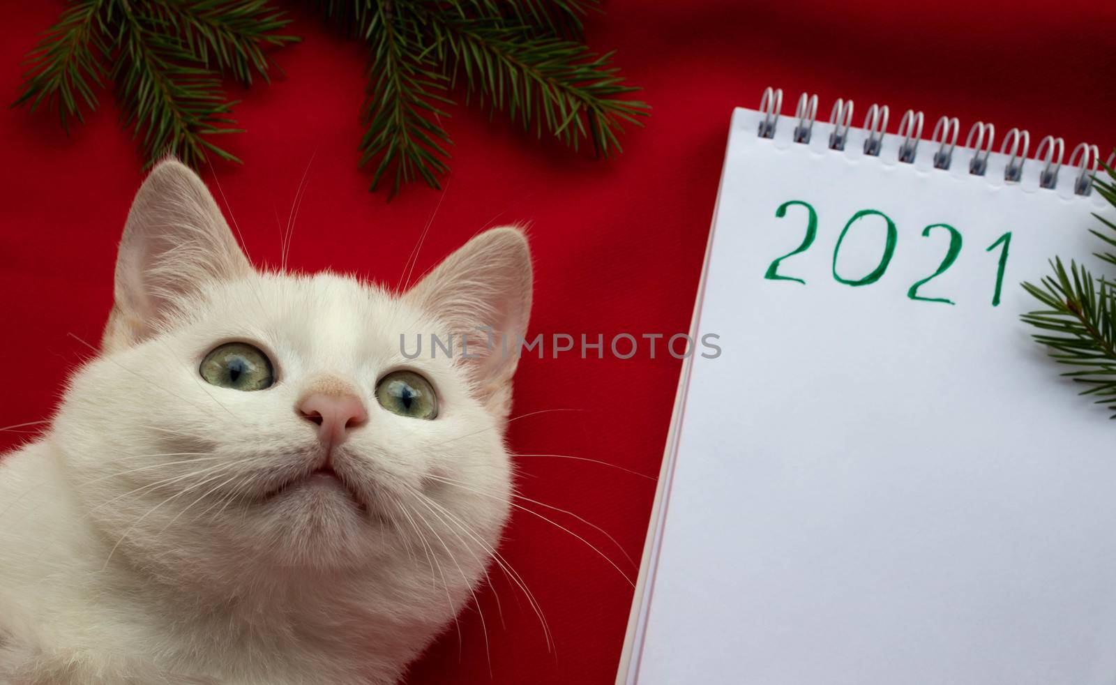 2021 new year.A small white cat lies on a red background next to a Notepad. Concept form for registration of veterinary medicines by lapushka62