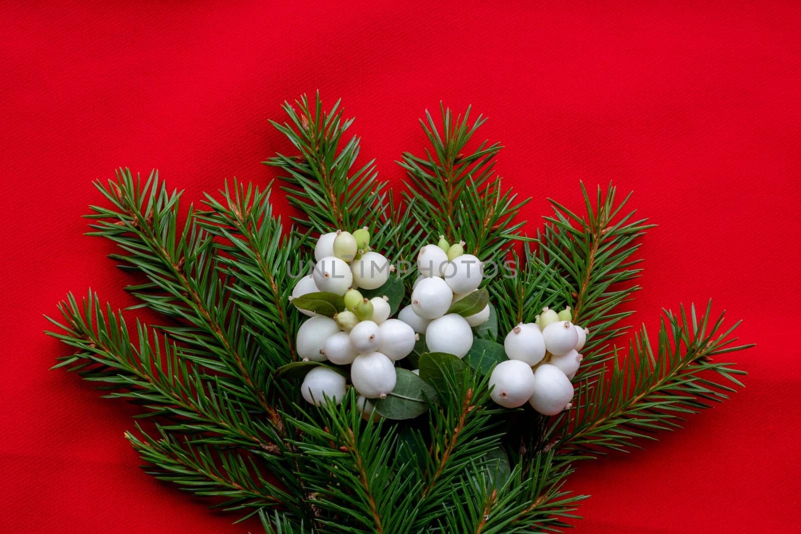 Christmas bouquet with fir branches and white dogwood berries on a red background . Christmas card. The theme of a winter holiday. Happy New Year by lapushka62