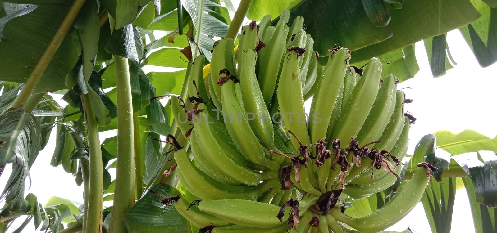 tasty and healthy raw banana bunch on garden