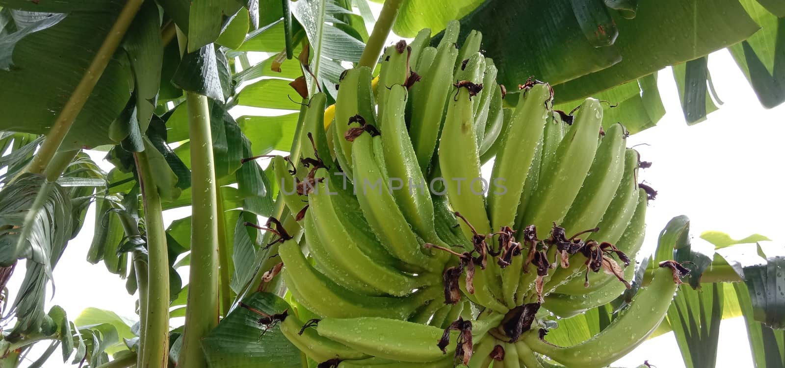 tasty and healthy raw banana bunch on garden