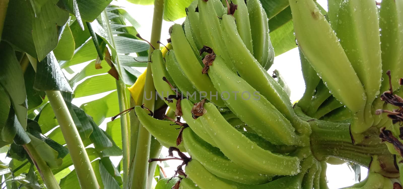 tasty and healthy raw banana bunch on garden