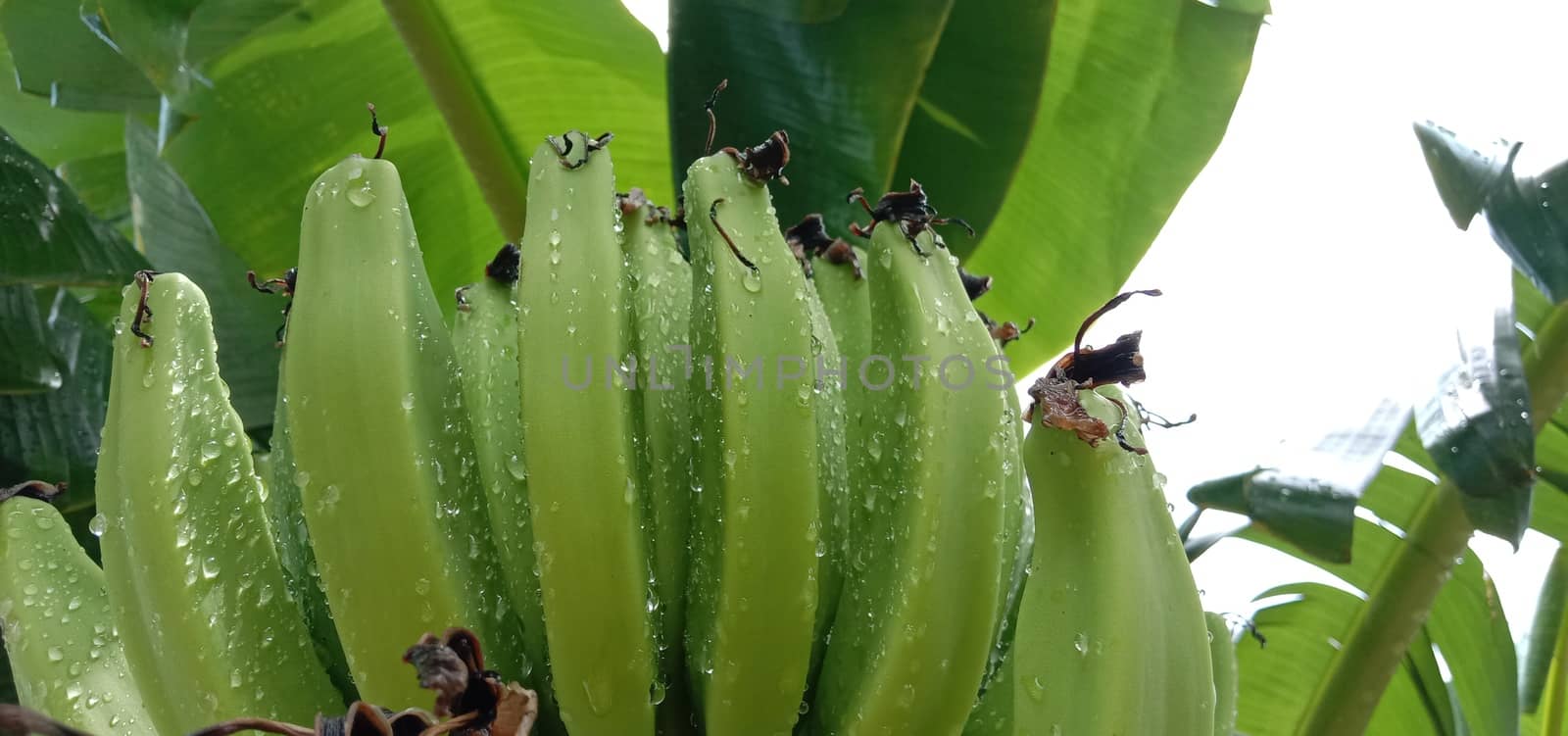 tasty and healthy raw banana bunch on garden