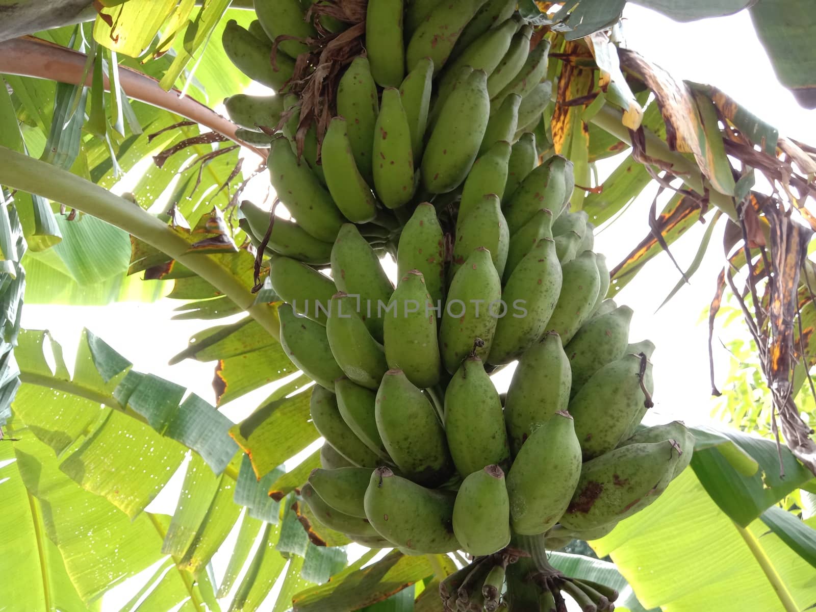 tasty and healthy raw banana bunch on garden