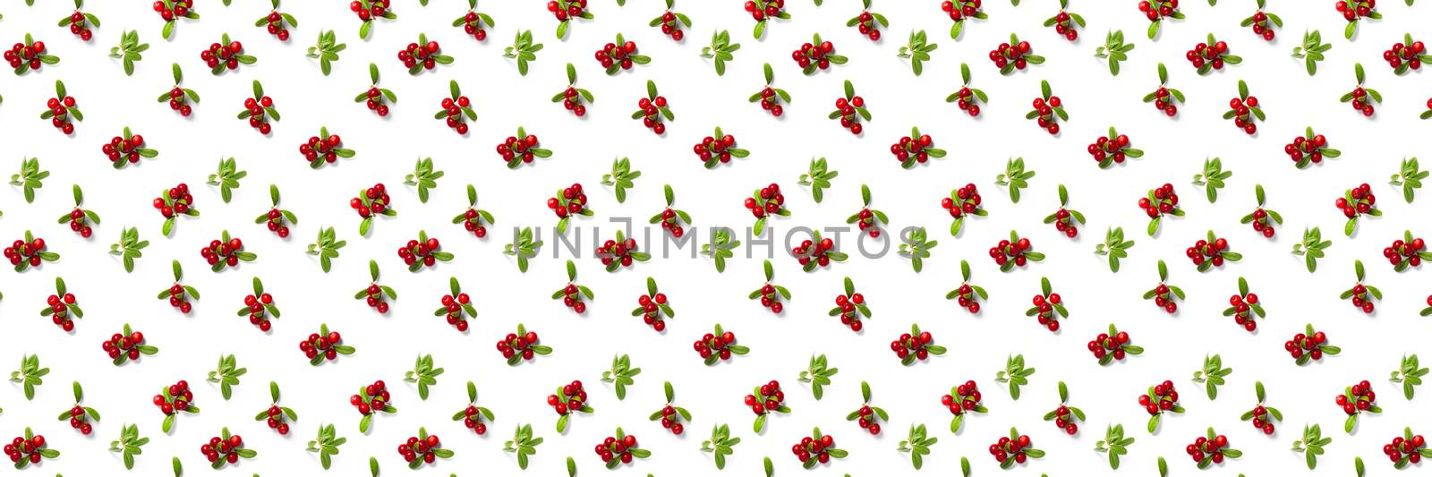 Lingonberry background on white backdrop. Fresh cowberries or cranberries with leaves as autumn or christmas background