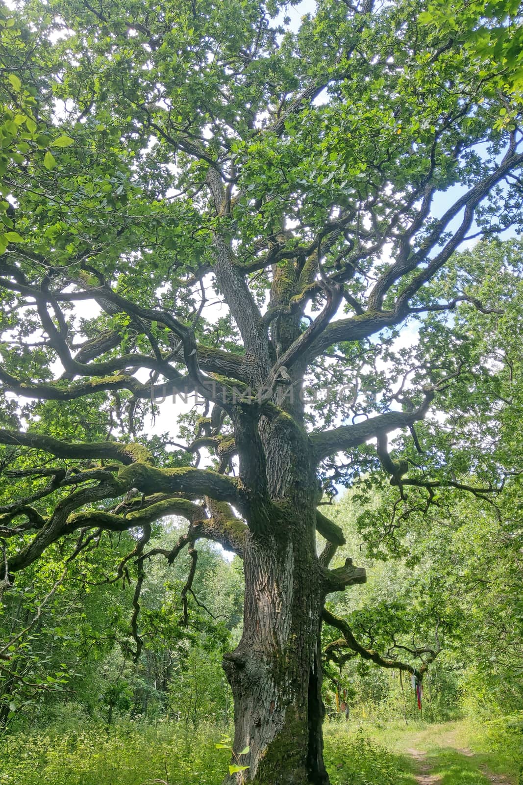 Beautiful big old oak tree in the forest