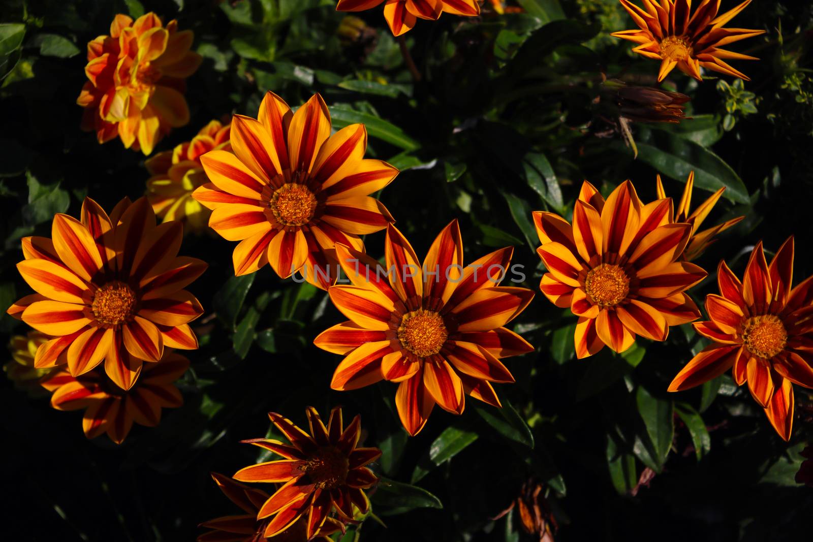 Colorful gazania flowers or african daisy in a garden. by kip02kas