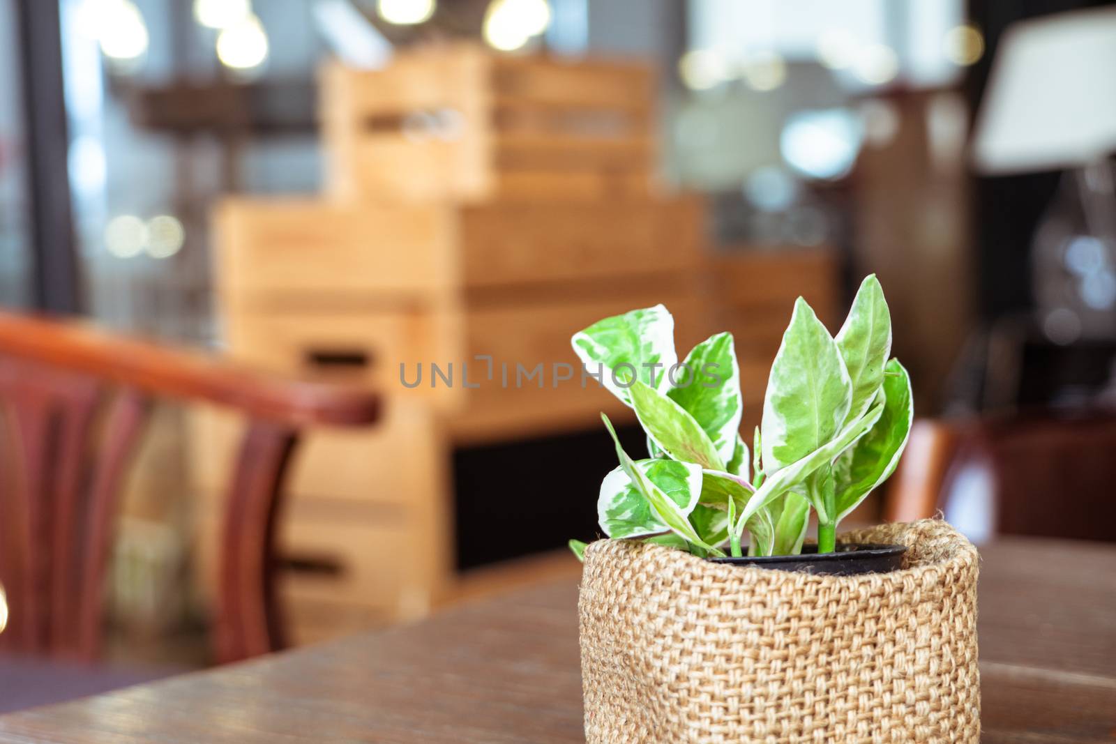 little tree pot on the desk in the living room, backgound with c by psodaz