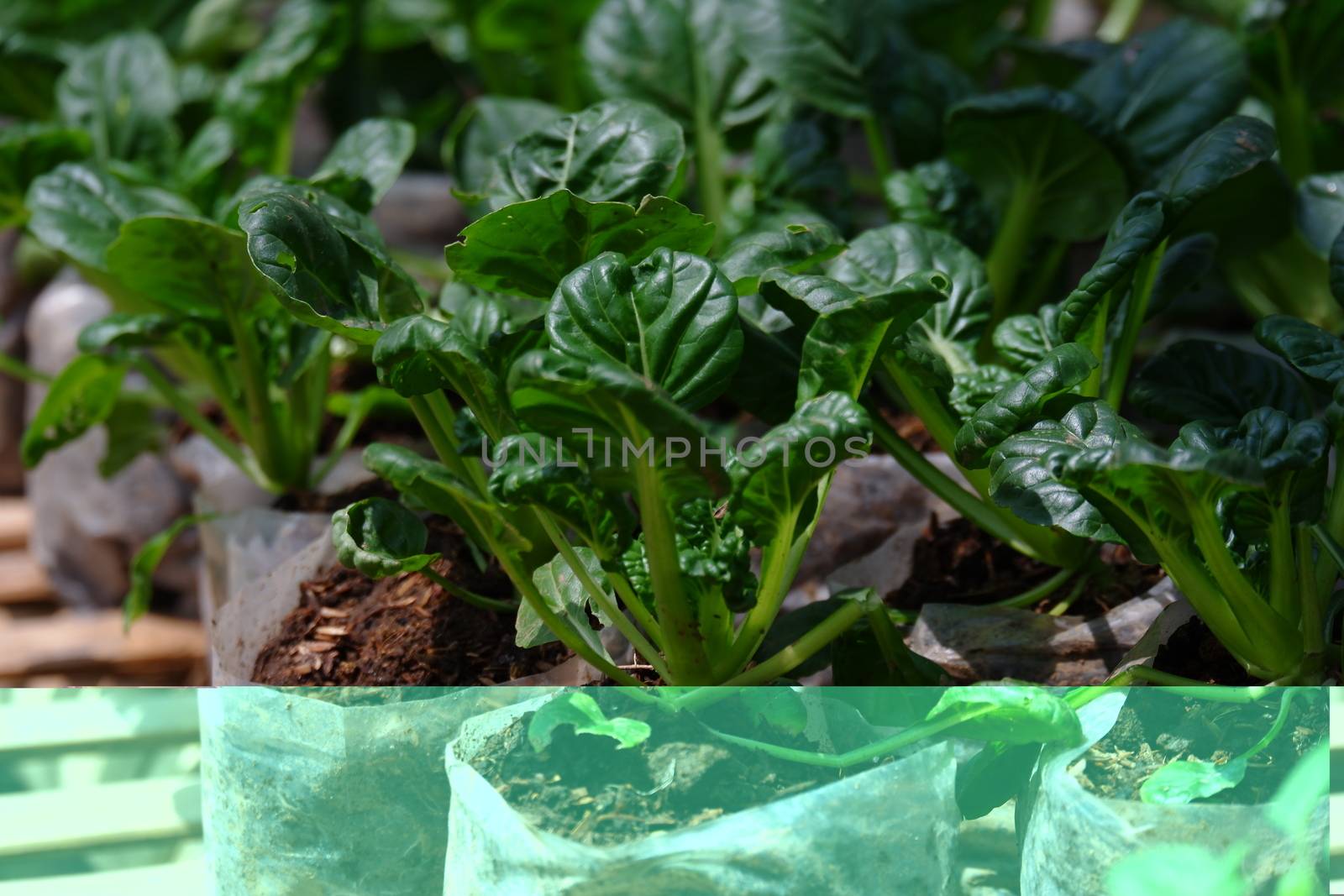 Sawi Pagoda / Ta Ke Chai / Tatsoi. This Mustard Pagoda comes from China. Has an oval leaf shape, a very striking dark green color, and the stems and leaves are crisp and resistant to cold temperatures