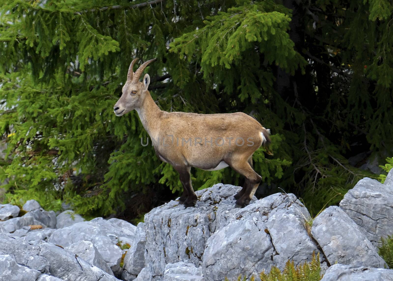 Female wild alpine ibex, capra ibex, or steinbock standing upon a rock in Alps mountain, France