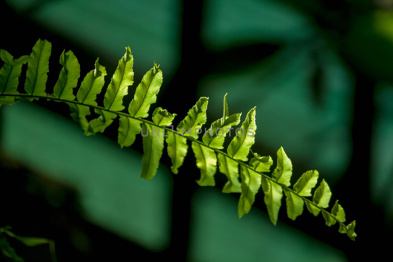 The green fern leaves the stalks exposed to the sunlight.