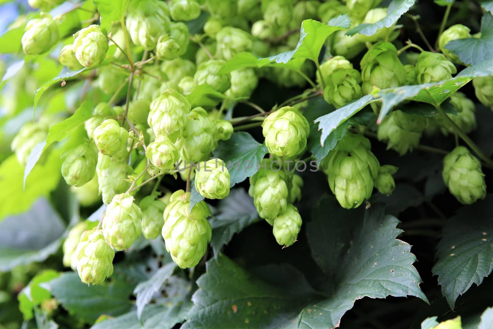 real hops on a branch under green leafs