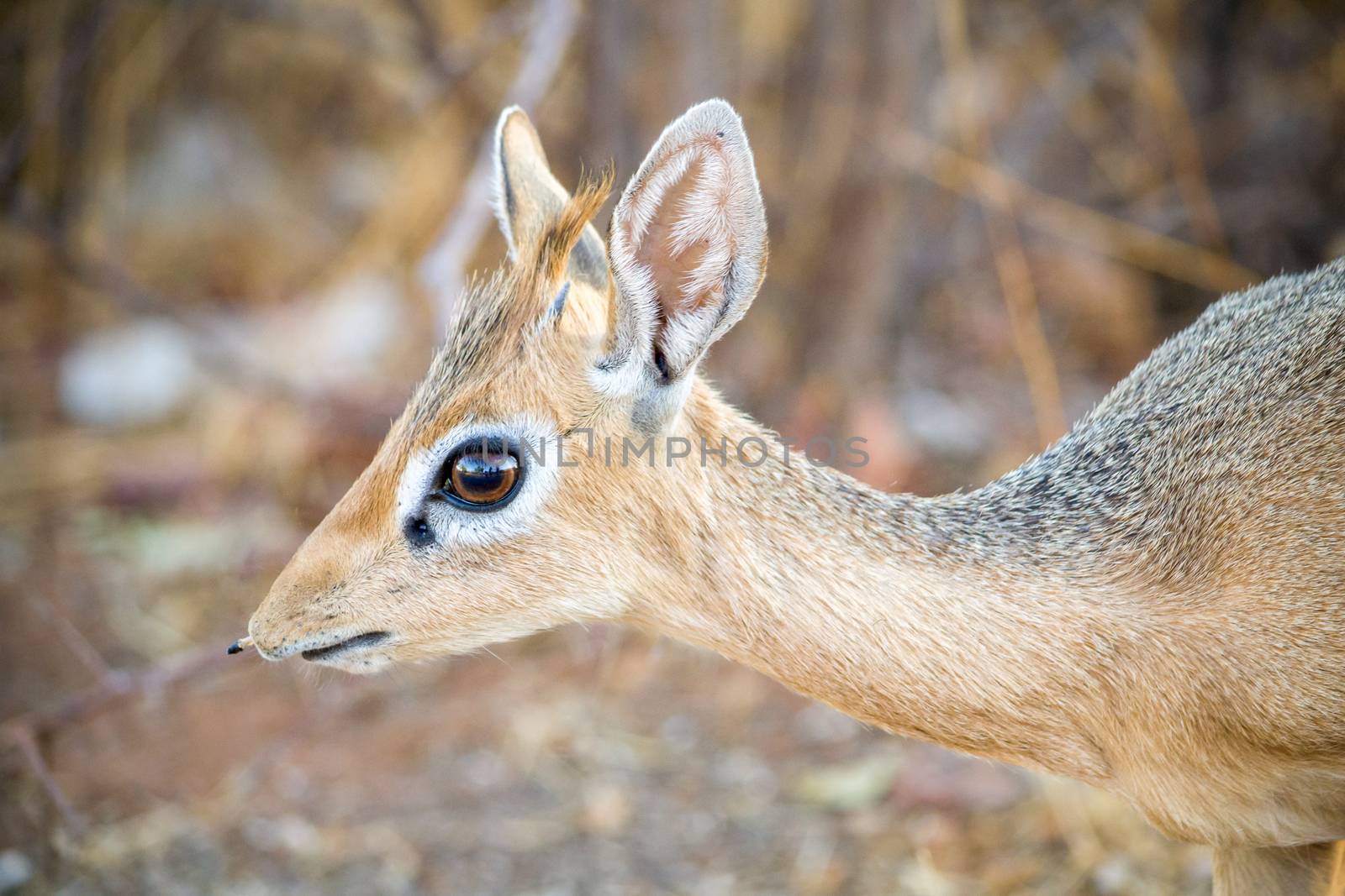Dik-dik close-up: small antelope in the genus Madoqua that live in the bushlands of eastern and southern Africa. Animal wildlife.