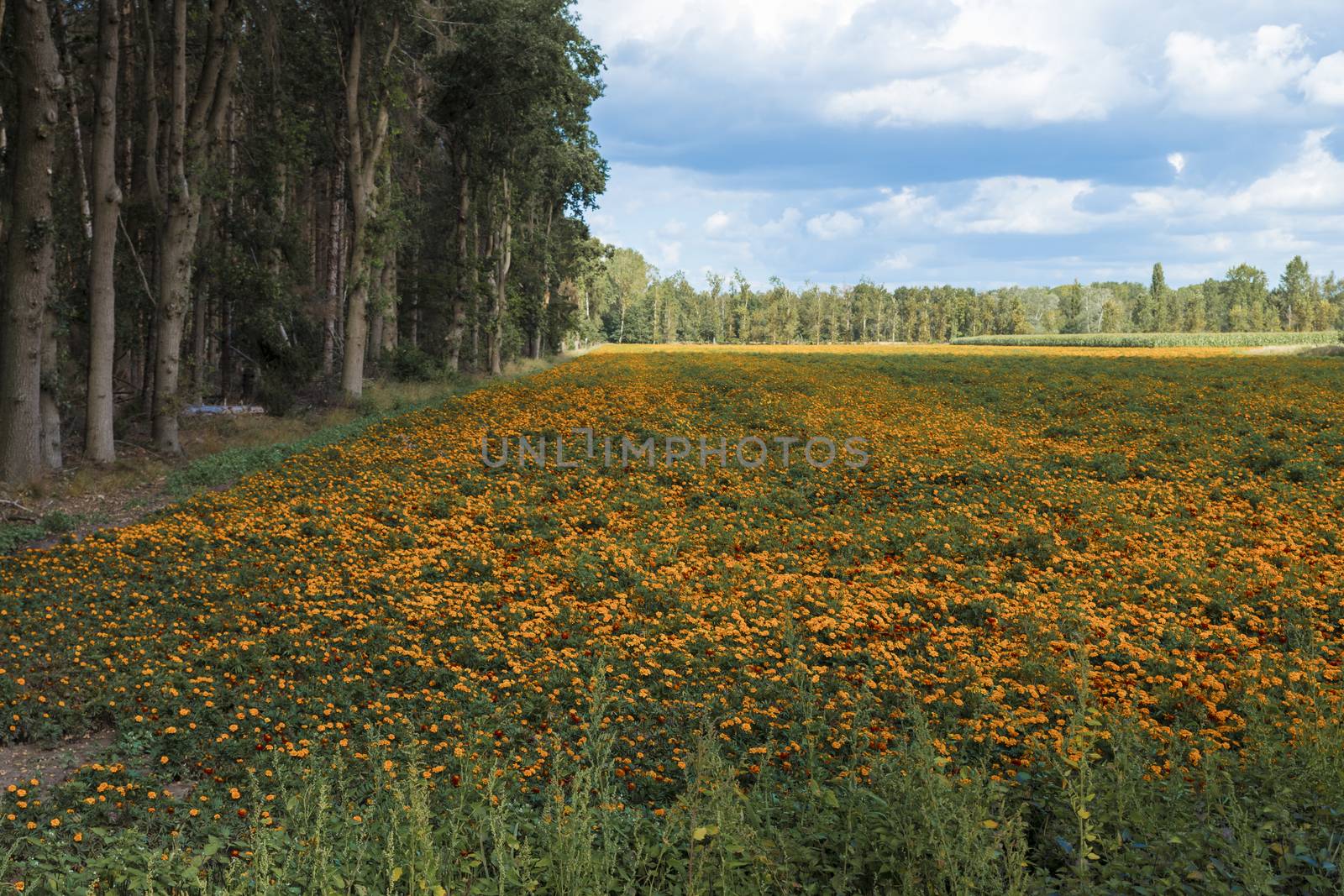 large filed of Orange Tagetes marigold flowers in limburg,these are cultivated as fertilizer to combat poisonous nematodes