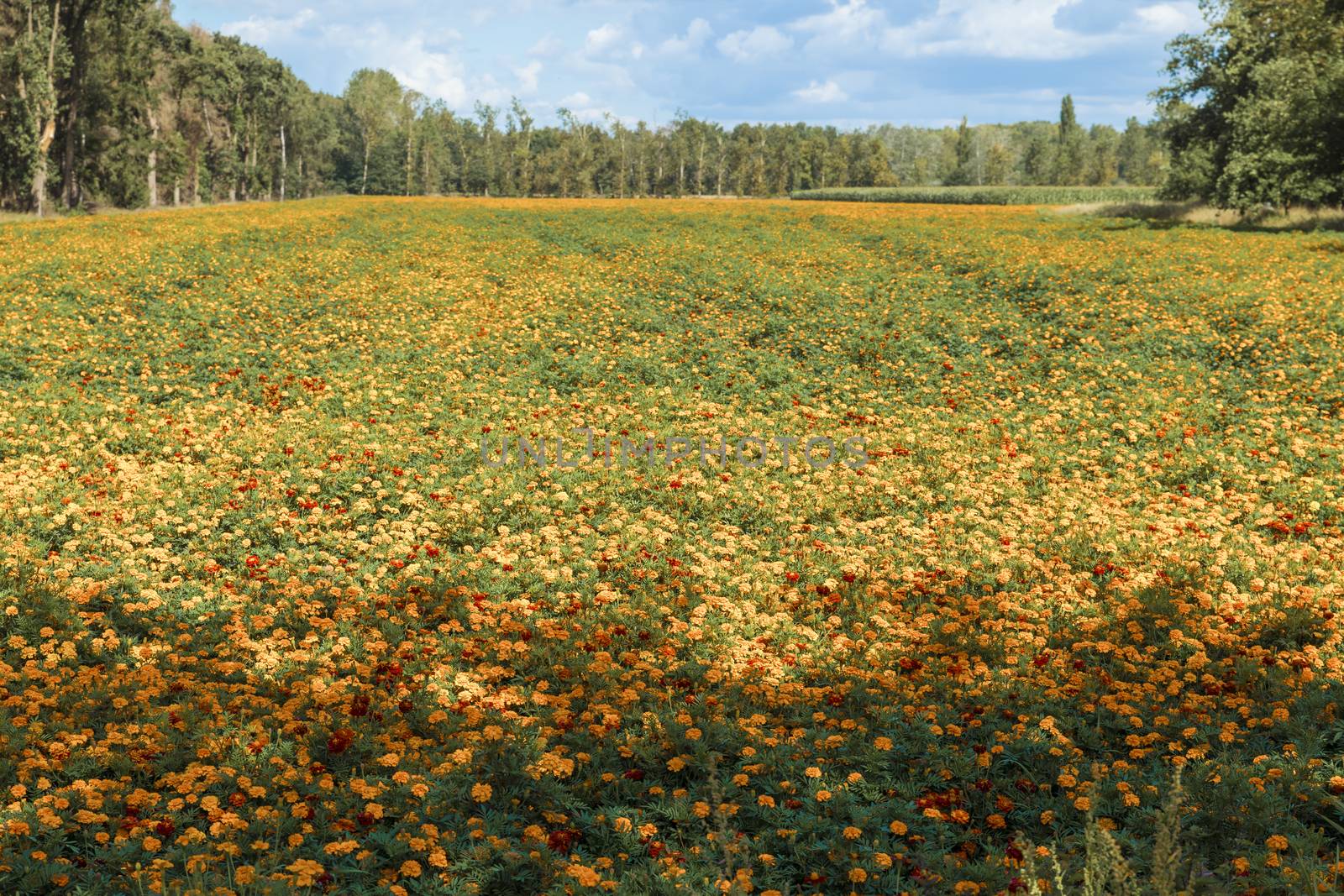 large filed of Orange Tagetes marigold flowers in limburg,these are cultivated as fertilizer to combat poisonous nematodes