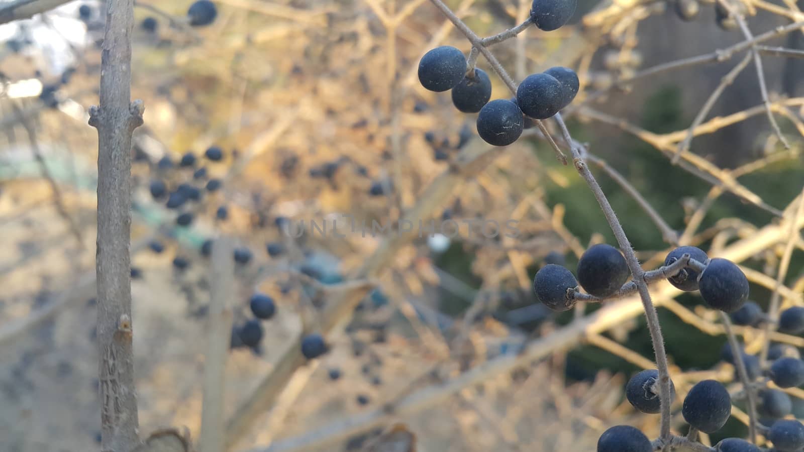 Closeup view of Black mountain ash berries: A selective focus view