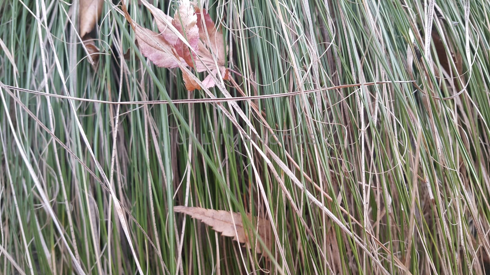 A close up view of green and dried grass.  Grass natural background for text and advertisements